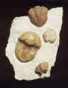 3 Russian Trilobites.JPG (40612 bytes)