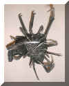 3 Spider blades front 50p dscf0083.JPG (116832 bytes)