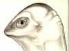 Alien Lizard.jpg (78291 bytes)