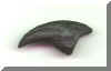 Allosaurus Claw Replica2b.JPG (39961 bytes)