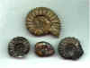 Ammonites.JPG (29567 bytes)