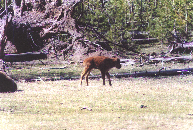 Baby Buffalo.JPG (286447 bytes)