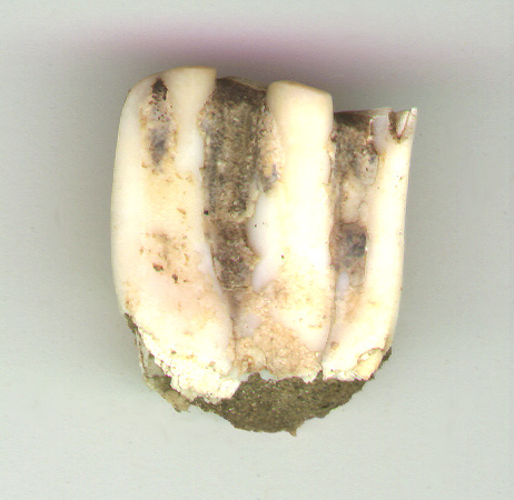 Bison Tooth.JPG (75208 bytes)
