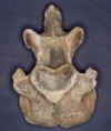 Bison Axis Vertebrae.JPG (40973 bytes)