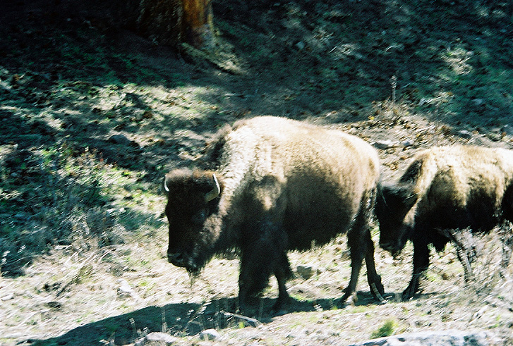 Buffalo-20.JPG (275508 bytes)