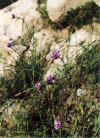 California Wild Flowers.jpg (152818 bytes)