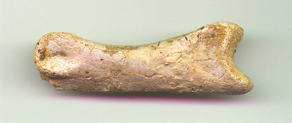 Delta Toe Bone A b.JPG (80535 bytes)