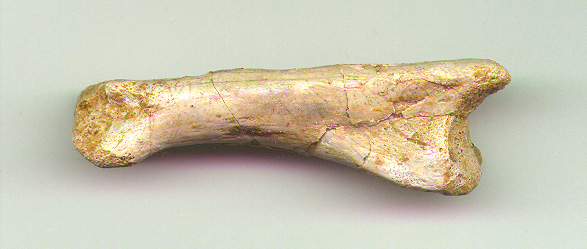 Delta Toe Bone B b.JPG (74995 bytes)