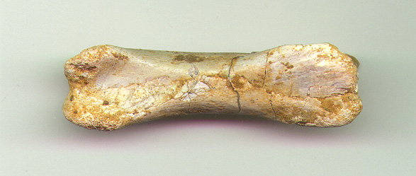Delta Toe Bone C b.JPG (76826 bytes)