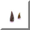 Dimetrodon Teeth A b.JPG (11735 bytes)