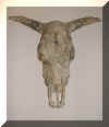 Dscf0139 Cow Skull 1.JPG (77600 bytes)