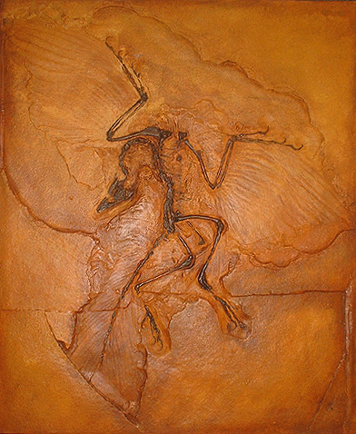 Dscf0150%20Archaeopteryx%20Cast.JPG