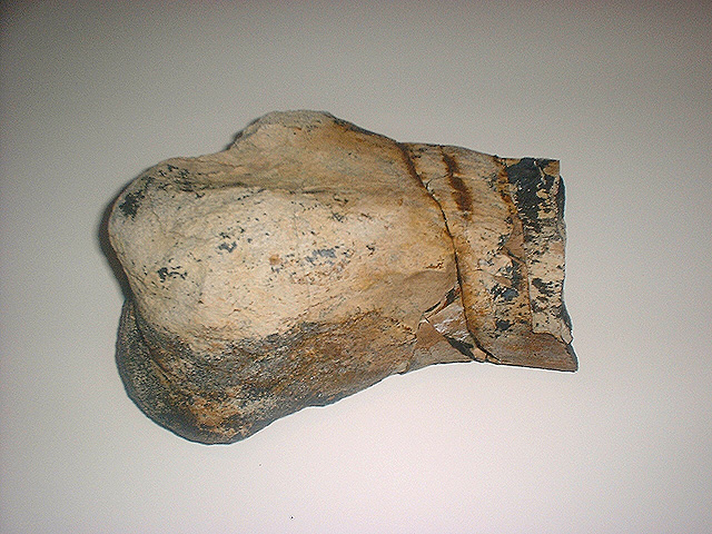 Dscf0151 Hadrosaur Leg End.JPG (175954 bytes)