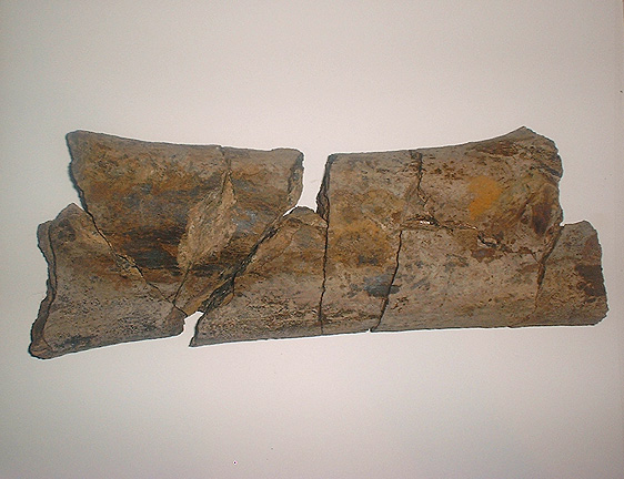 Dscf0153 Hadrosaur leg Bone1.JPG (100334 bytes)