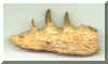 Dyrosaurus 1b.JPG (134392 bytes)