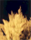 Flaming Pines.jpg (69405 bytes)