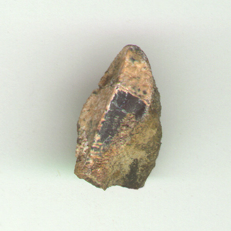 Hadrosaur Tooth.JPG (72531 bytes)