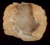 Hadrosaur Egg.JPG (51678 bytes)
