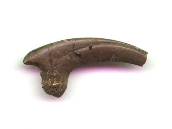 M Raptor Claw A.JPG (44260 bytes)