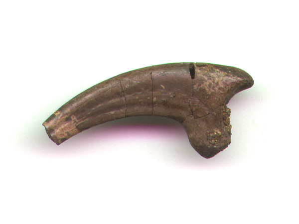 M Raptor Claw B.JPG (49057 bytes)