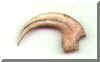 Raptor Claw Replica2b.JPG (94090 bytes)