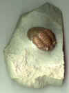 Russian Trilobite Asaphus Latus.JPG (156677 bytes)