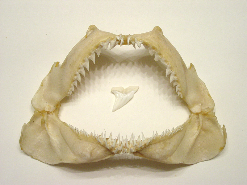 shark teeth rows. Recent Kitefin Jaw - single row