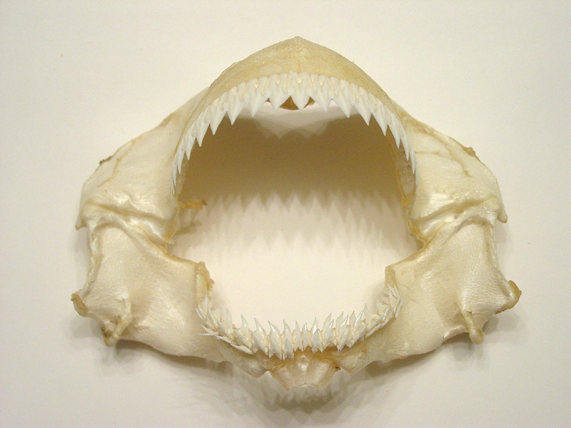 shark teeth rows. Recent Kitefin Jaw - single row. Back to Direct Access Fossil Site Map