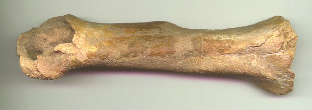 Spino Arm 2b.JPG (56431 bytes)