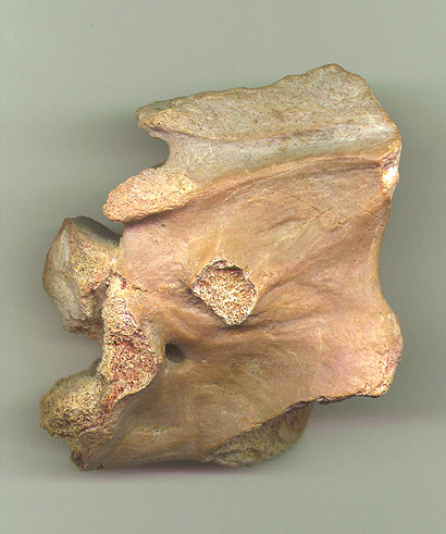 Spino Axis 2b.JPG (91927 bytes)