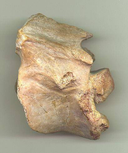 Spino Axis 3b.JPG (101350 bytes)