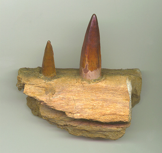 Spino Jaw 1b.JPG (100235 bytes)