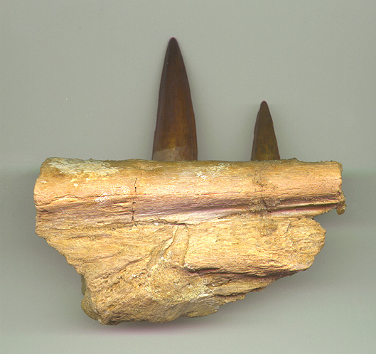 Spino Jaw 2b.JPG (109925 bytes)