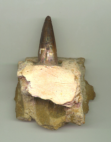 Spino Jaw one tooth 1b.JPG (71070 bytes)