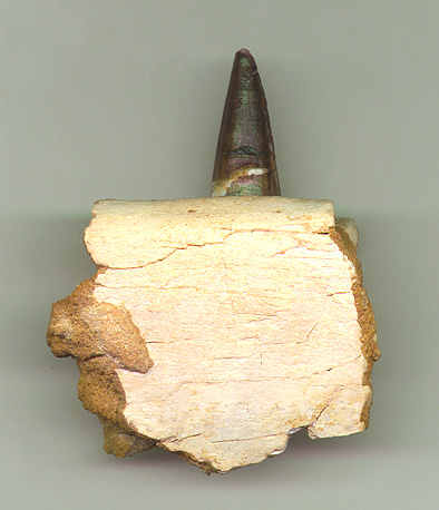 Spino Jaw one tooth 2b.JPG (78470 bytes)