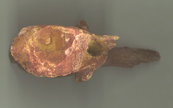 Spino Vert 1b.JPG (78971 bytes)