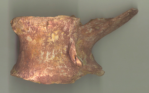 Spino Vert 2b.JPG (95023 bytes)