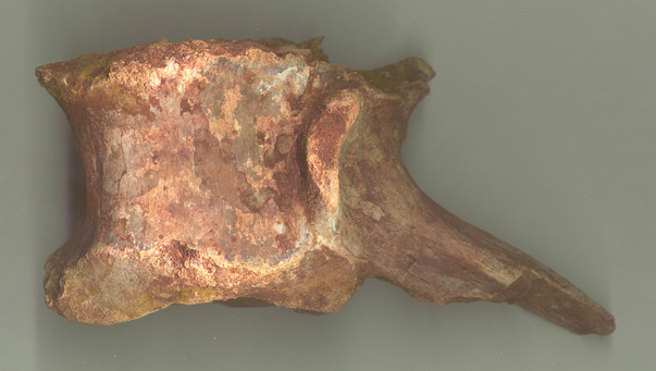 Spino Vert 3b.JPG (68594 bytes)