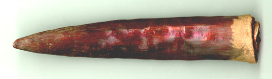 Spinomaximus Augutis.JPG (31754 bytes)