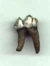 Tapir Molar.JPG (35591 bytes)