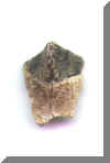 Triceratops Tooth A b.JPG (38376 bytes)