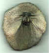 Trilobite Spiny.jpg (86282 bytes)