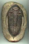 Trilobite.jpg (163840 bytes)