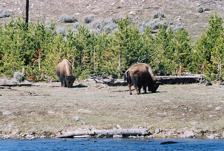 Two Buffalo-14.JPG (321260 bytes)