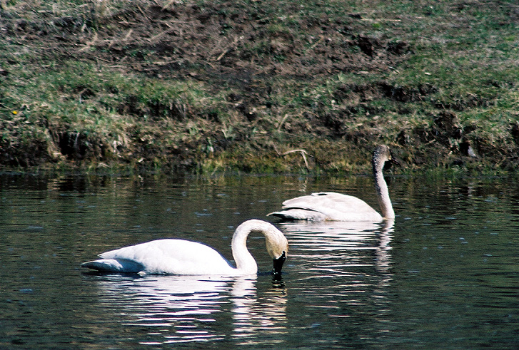 Two Swans-17.JPG (261255 bytes)
