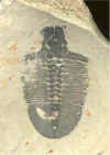 Utah Trilobite.jpg (82644 bytes)