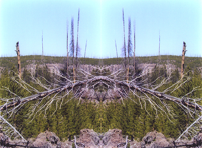 branches.jpg (284855 bytes)