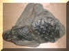 f Fossil leaf scars 60p Dscf0099.JPG (170945 bytes)