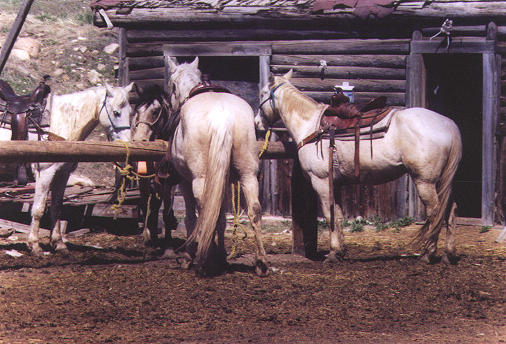 horses.jpg (251503 bytes)