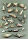 shells.jpg (131063 bytes)